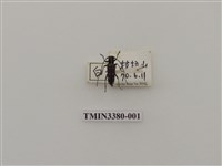 藏品(台灣褐肩白星天牛)的圖片